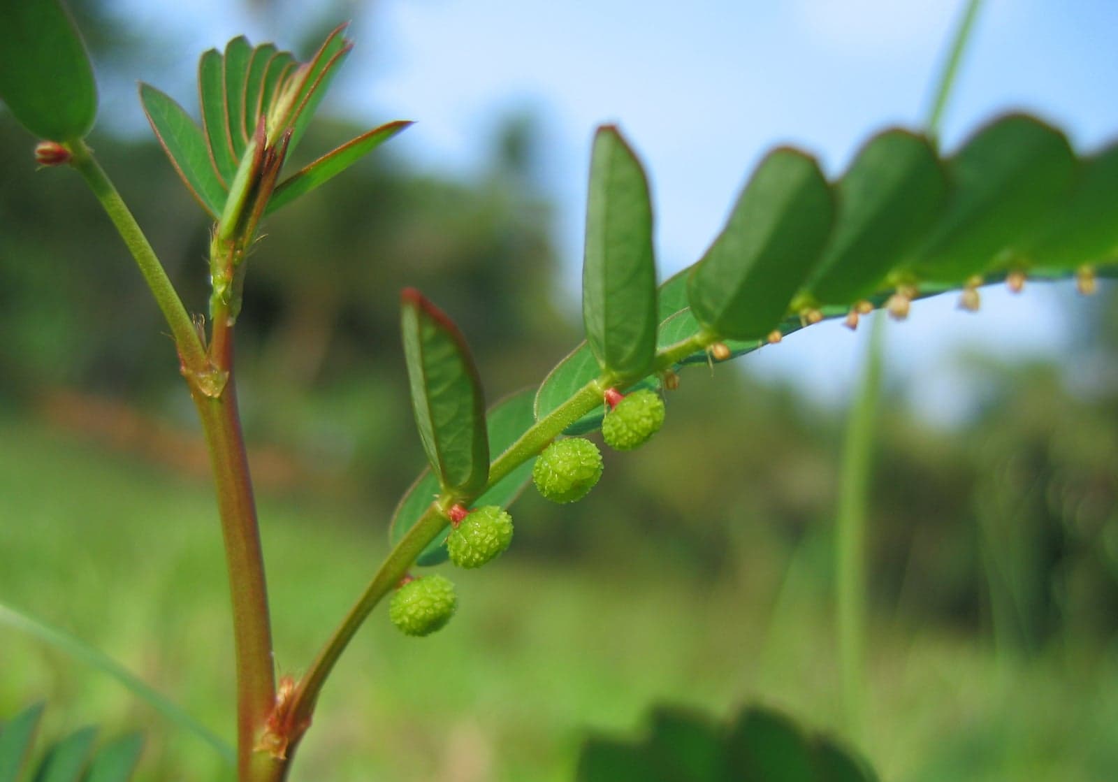 Bhumi Amla Extract (Phyllanthus niruri) — Herbal Extracts