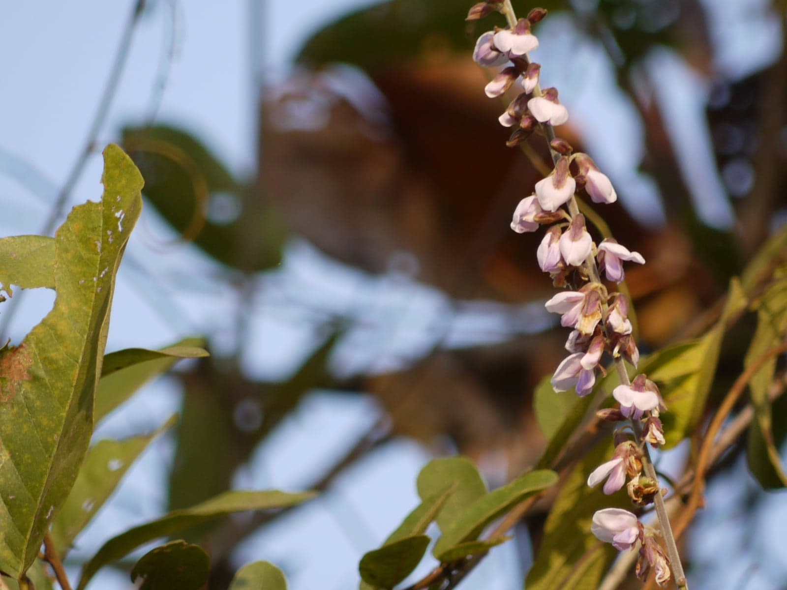 Bidarikand Extract (Pueraria tuberosa) — Herbal Extracts