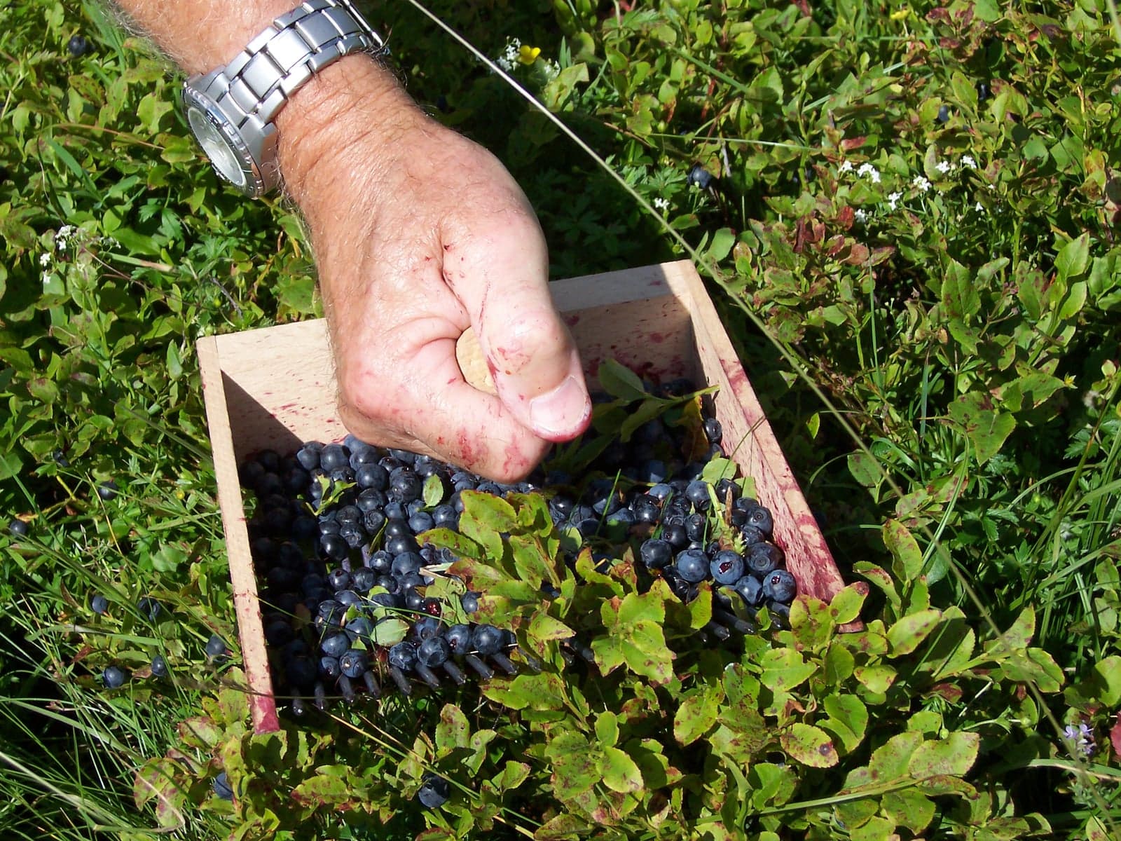 Bilberry Extract (Vaccinium myrtillus) — Herbal Extracts