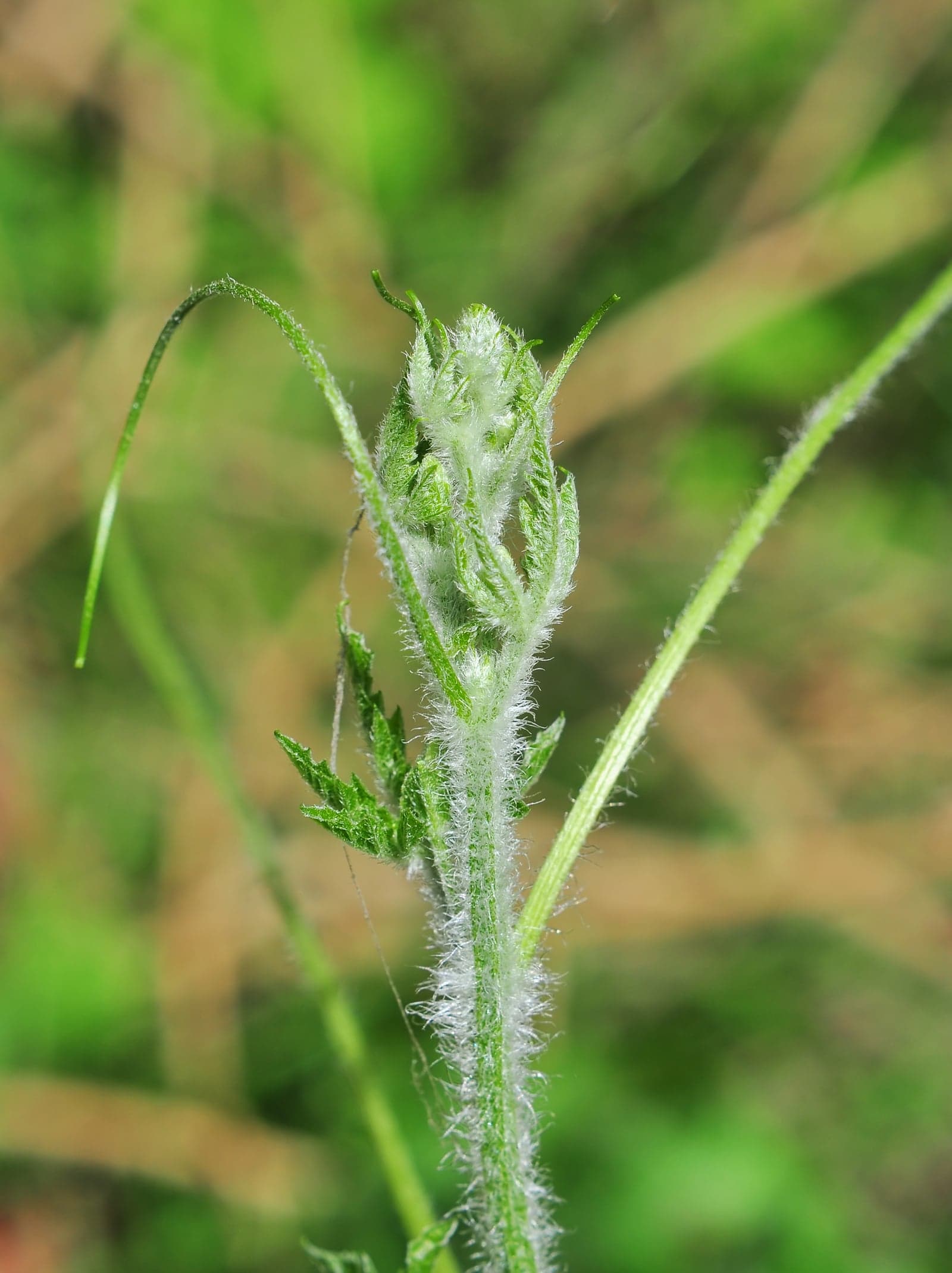 Bitter Melon Extract (Momordica charantia) — Herbal Extracts