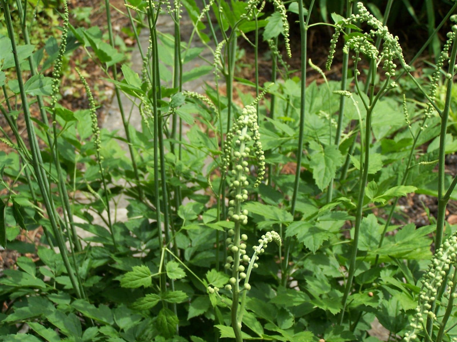 Black Cohosh Extract (Cimicifuga racemosa) — Herbal Extracts