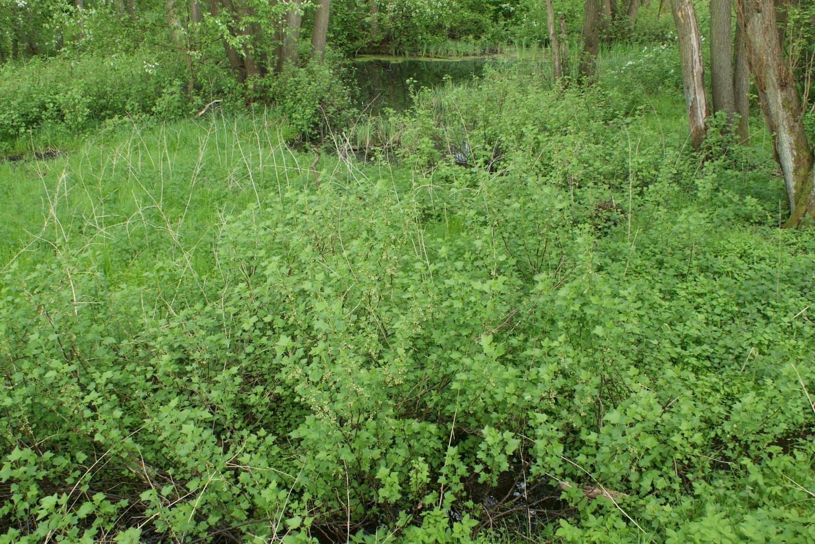Black Currant Extract (Ribes nigrum) — Herbal Extracts