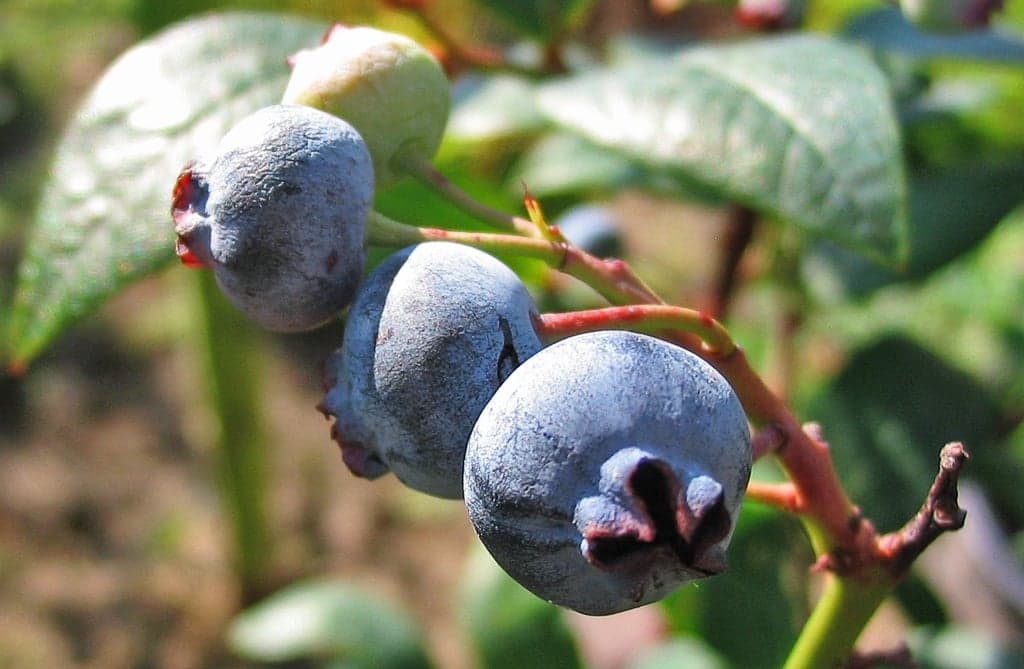Blueberry Extract (Vaccinium corymbosum) — Herbal Extracts