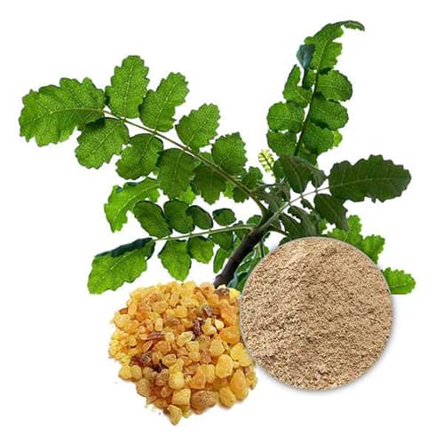 Boswellia Extract (Boswellia serrata) — Herbal Extracts