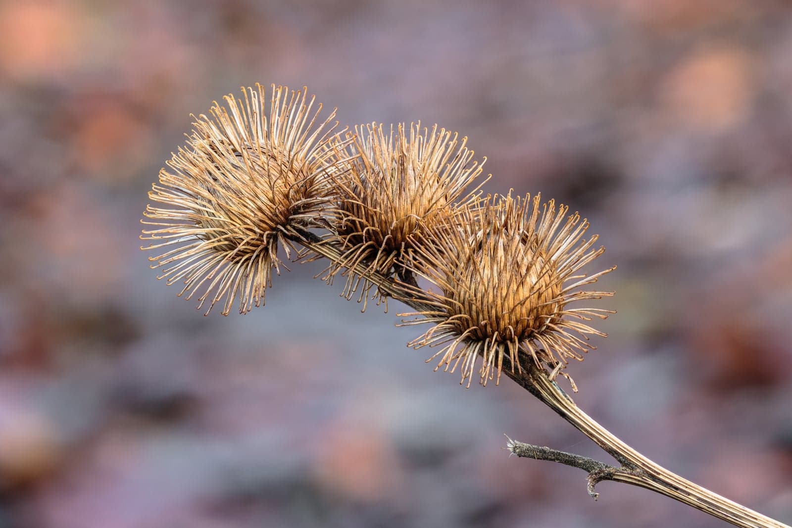 Burdock Seed Extract (Arctium lappa (Seeds)) — Herbal Extracts