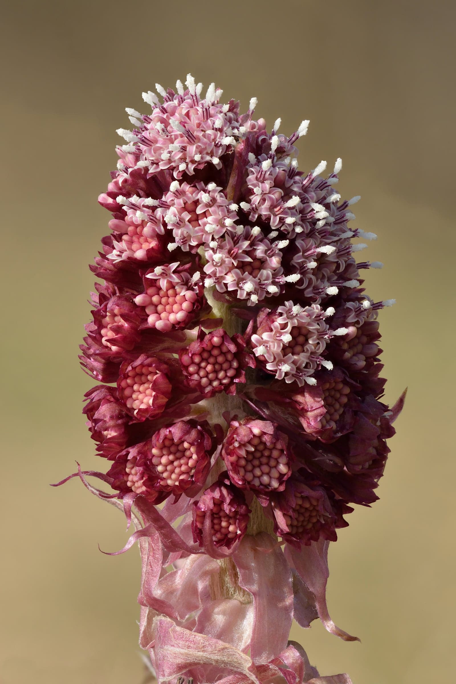 Butterbur Nut Extract (Petasites hybridus) — Herbal Extracts