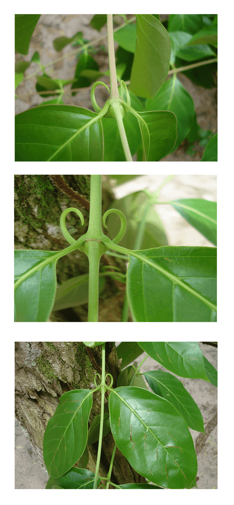 Cat's Claw Extract (Uncaria tomentosa) — Herbal Extracts