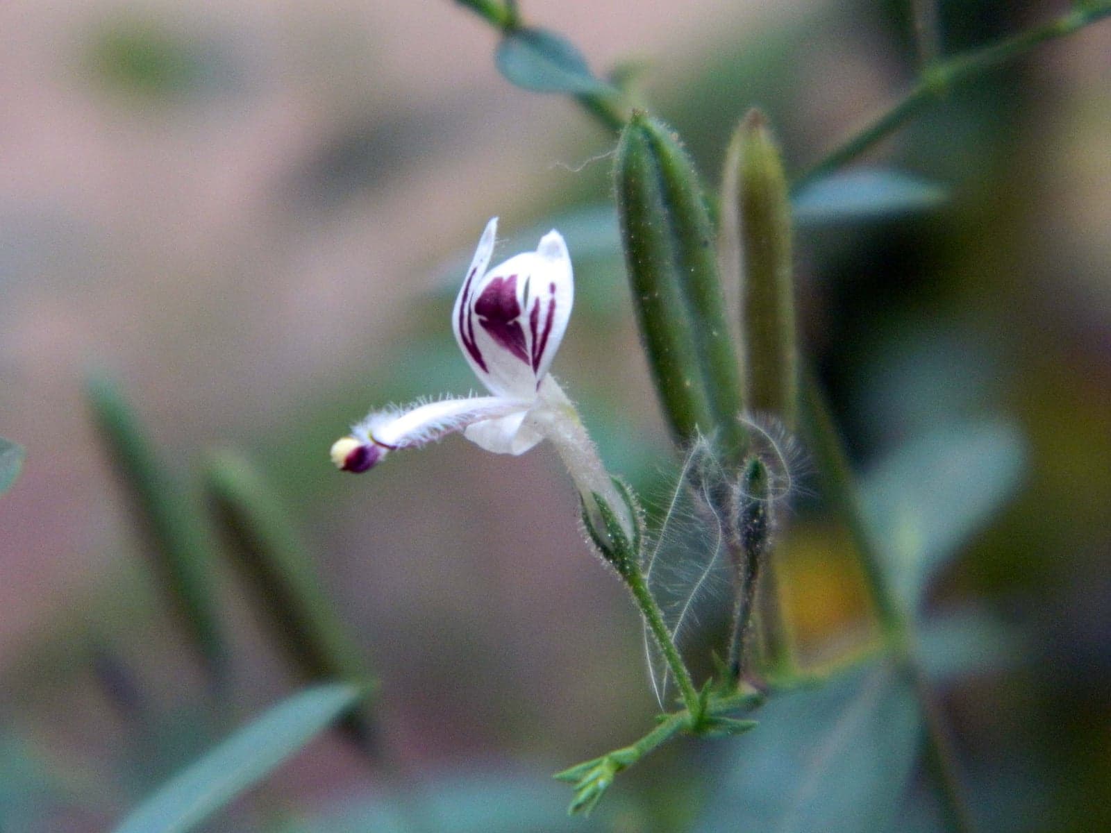 Chireta Extract (Swertia chirata) — Herbal Extracts