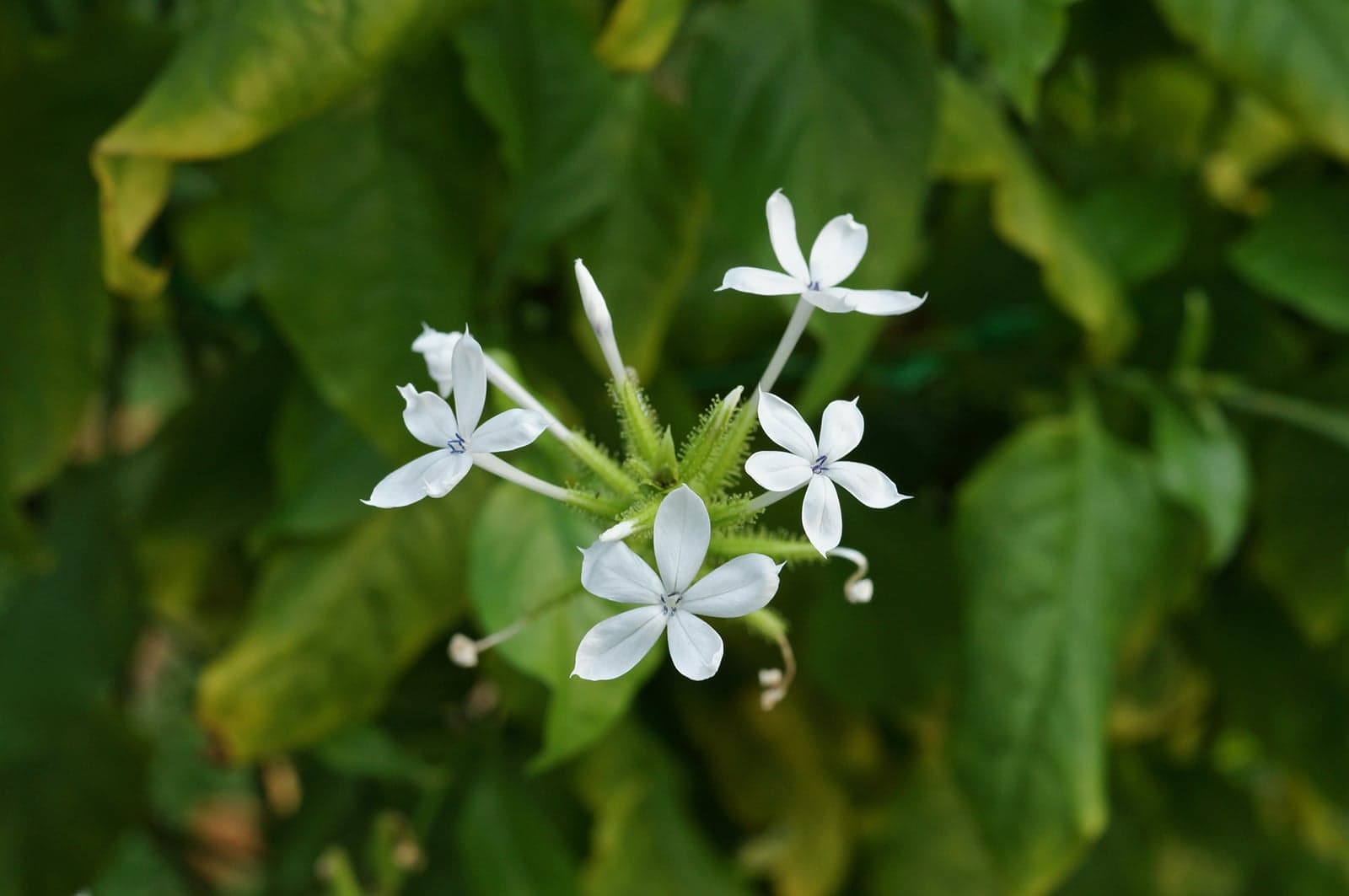 Chitrakmool Extract (Plumbago zeylanica) — Herbal Extracts