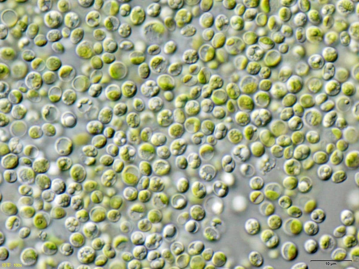 Chlorela Powder (Chlorella vulgaris) — Herbal Extracts