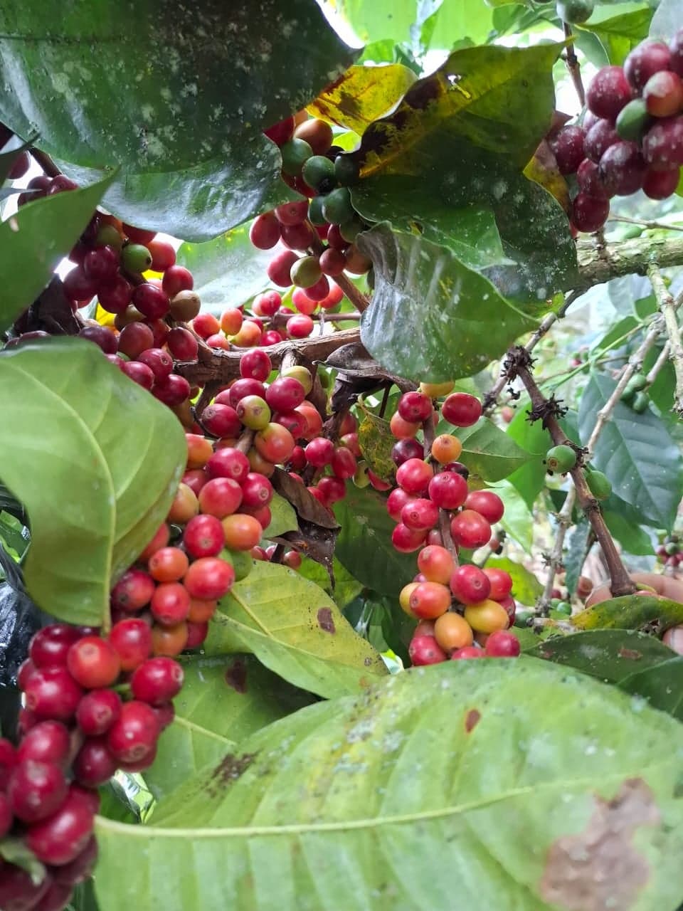 Coffee Oleoresin (Coffea arabica) — Oleoresins