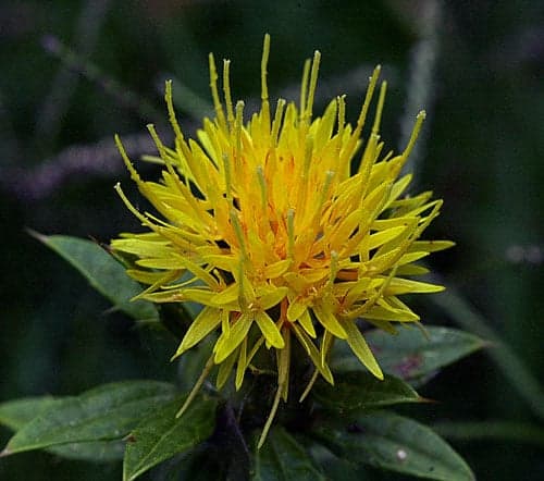 Conjugated Linoleic Acid (Safflower Oil) — Nutraceuticals