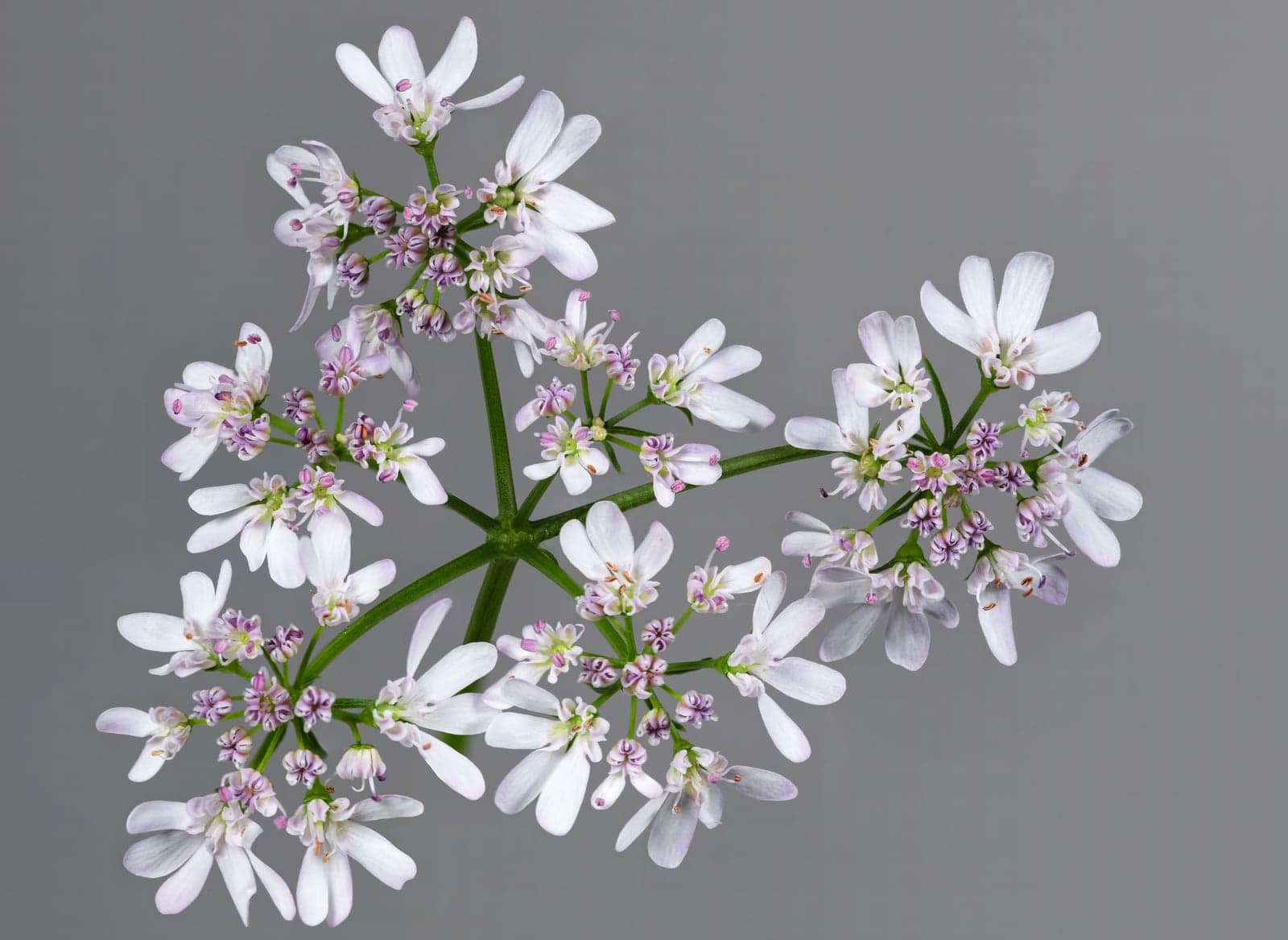 Coriander Oleoresin (Coriandrum sativum) — Oleoresins
