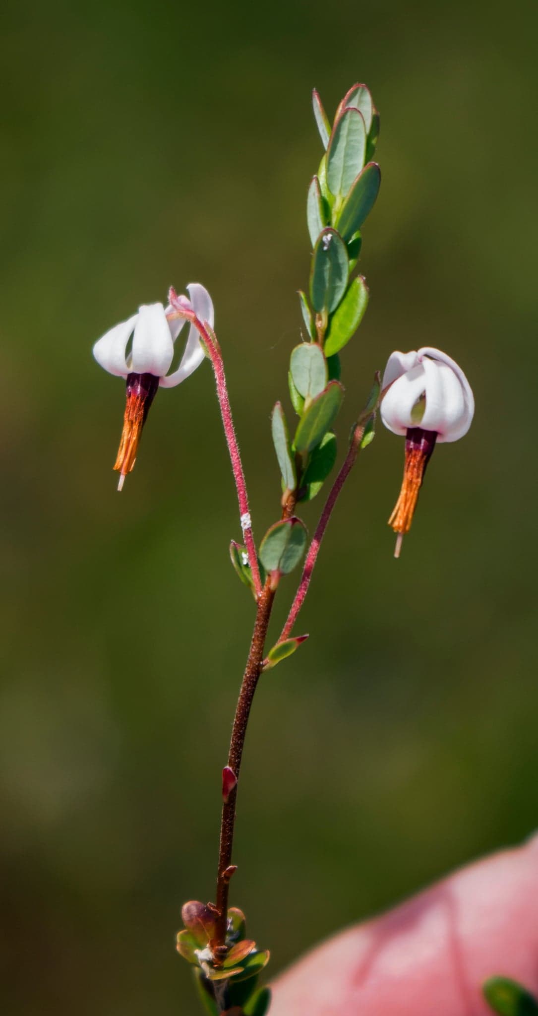 Cranberry Extract (Vaccinium macrocarpon) — Herbal Extracts