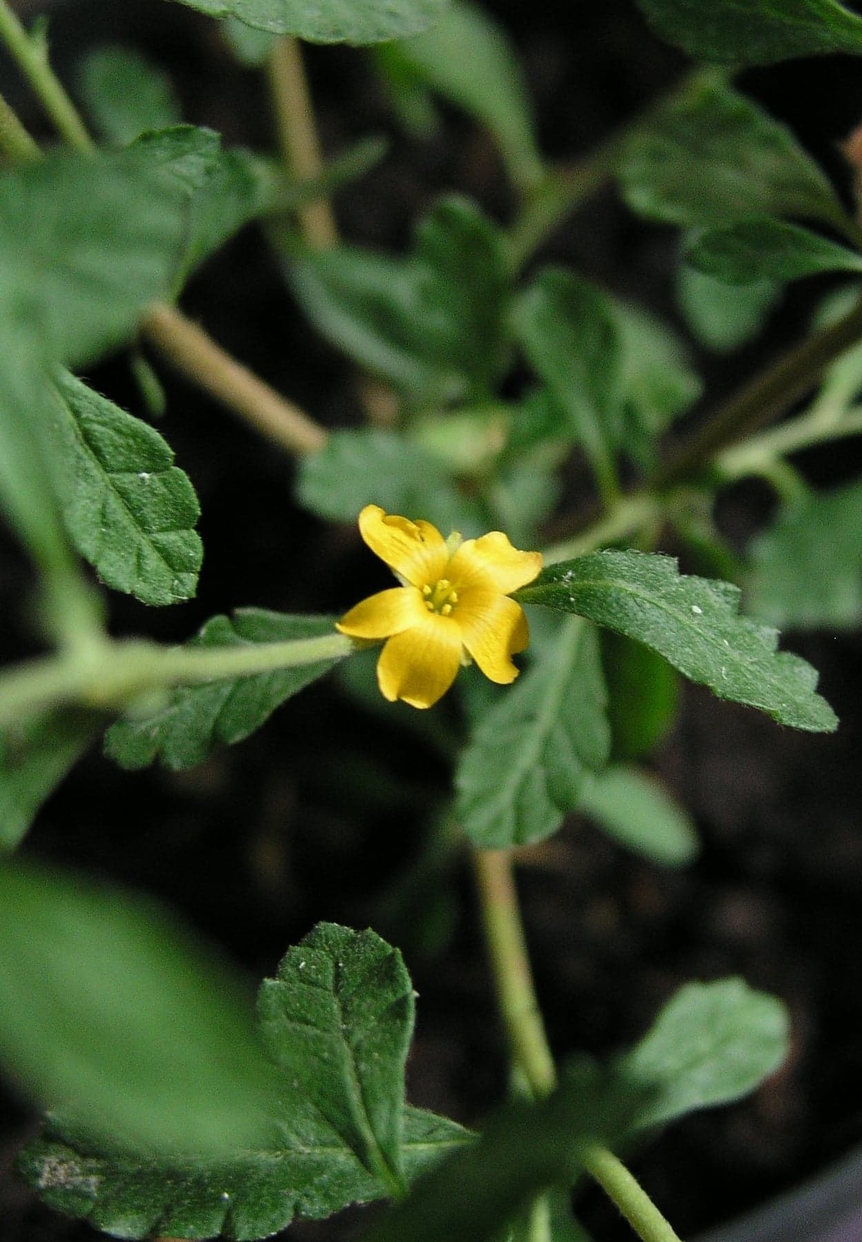 Damiana Extract (Turnera diffusa) — Herbal Extracts