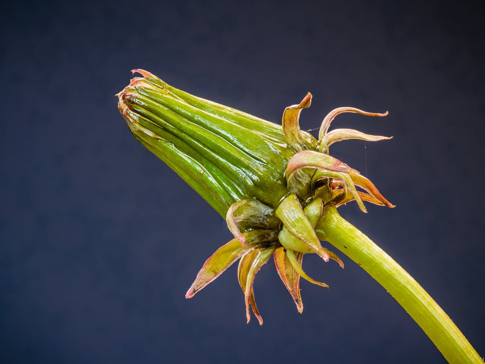 Dandelion Leaf Extract (Taraxacum officinale) — Herbal Extracts