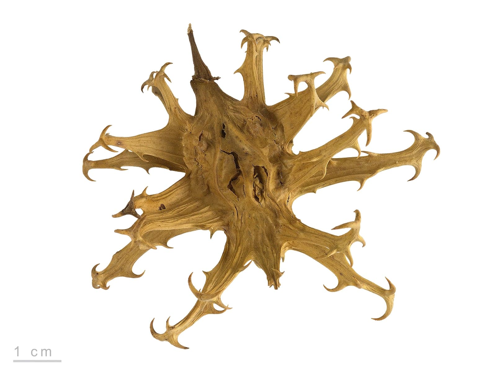Devil's Claw Extract (Harpagophytum procumbens) — Herbal Extracts