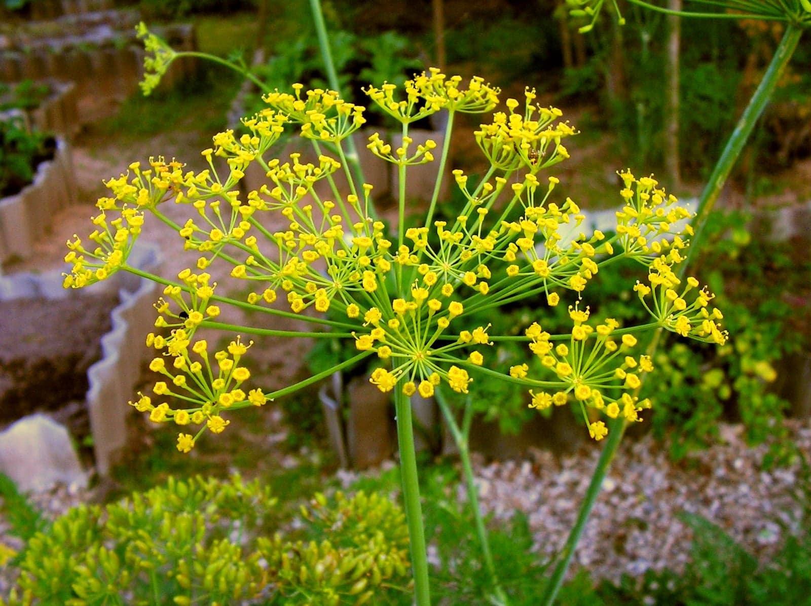 Dill Seed Oleoresin (Anethum graveolens) — Oleoresins