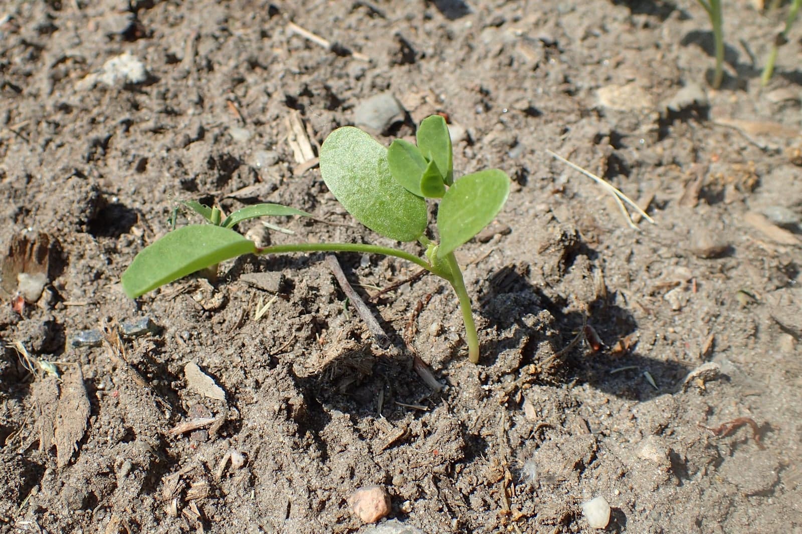 Fenugreek Oleoresin (Trigonella foenumgraecum) — Oleoresins