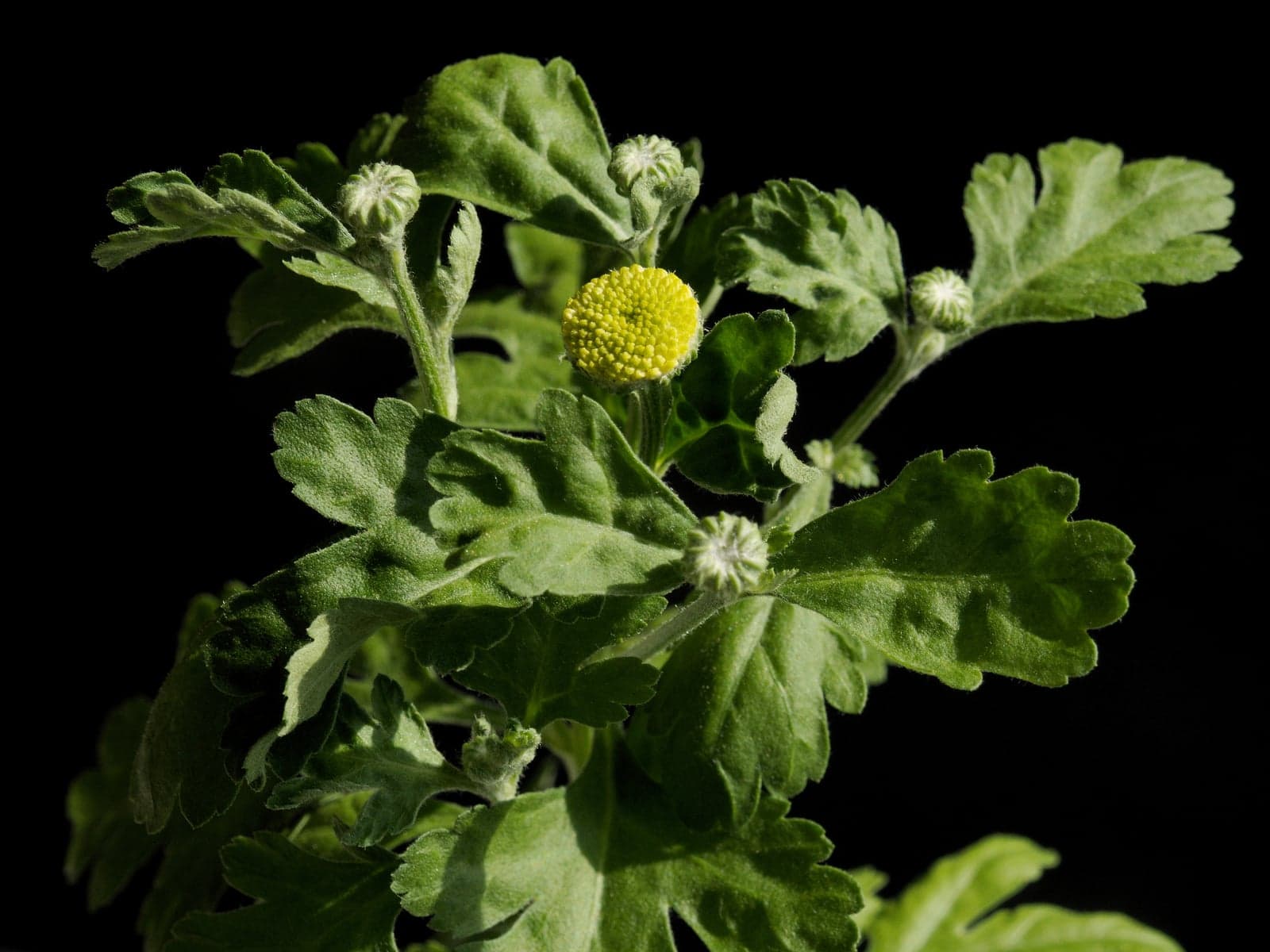 Feverfew Extract (Tanacetum parthenium) — Herbal Extracts