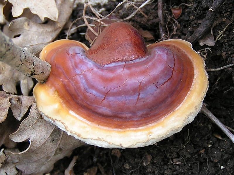 Ganoderma Extract (Ganoderma lucidum) — Herbal Extracts