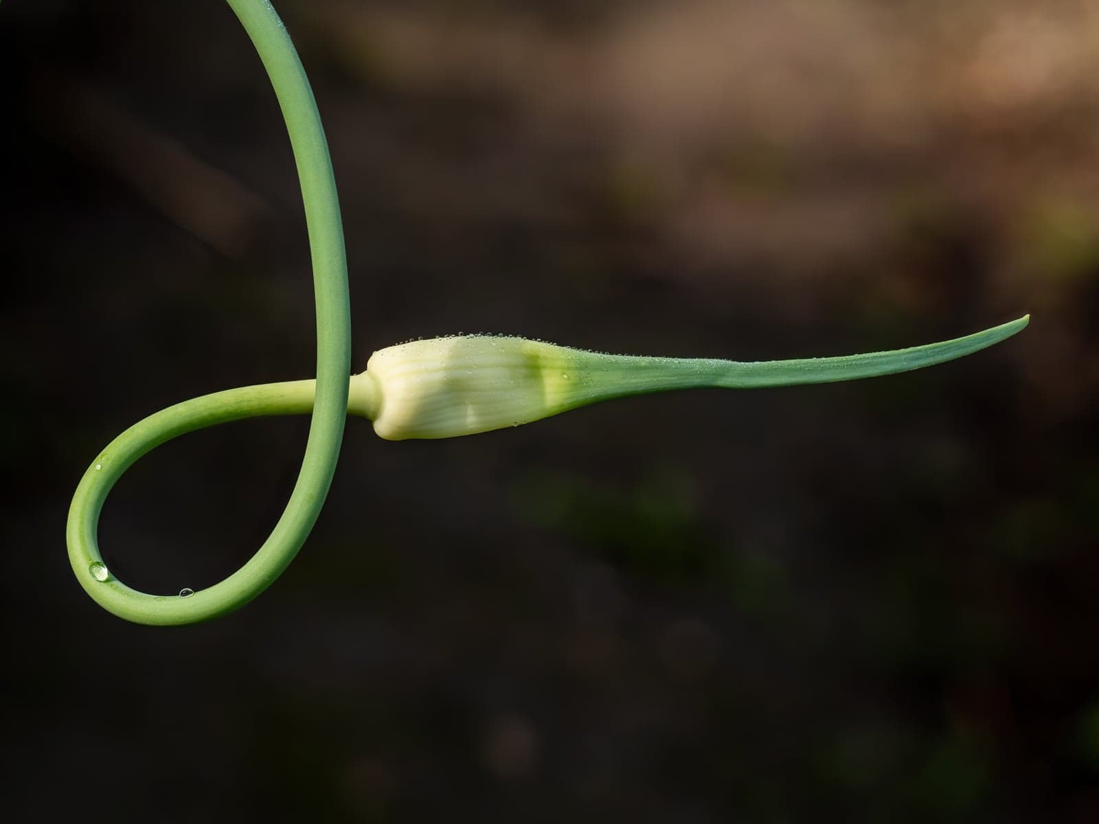 Garlic Extract (Allium sativum) — Herbal Extracts
