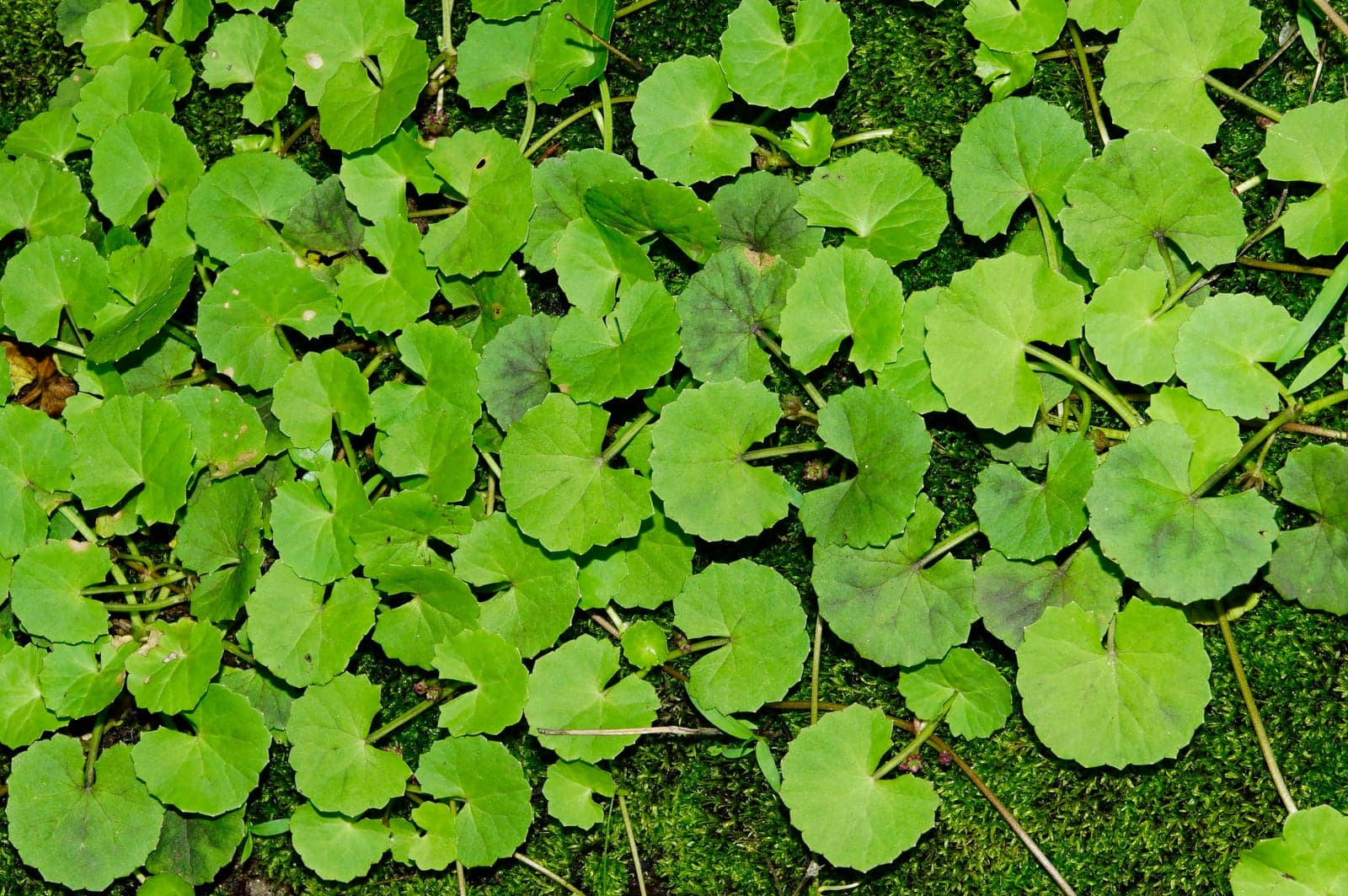 Gotu Kola Extract (Centella asiatica) — Herbal Extracts