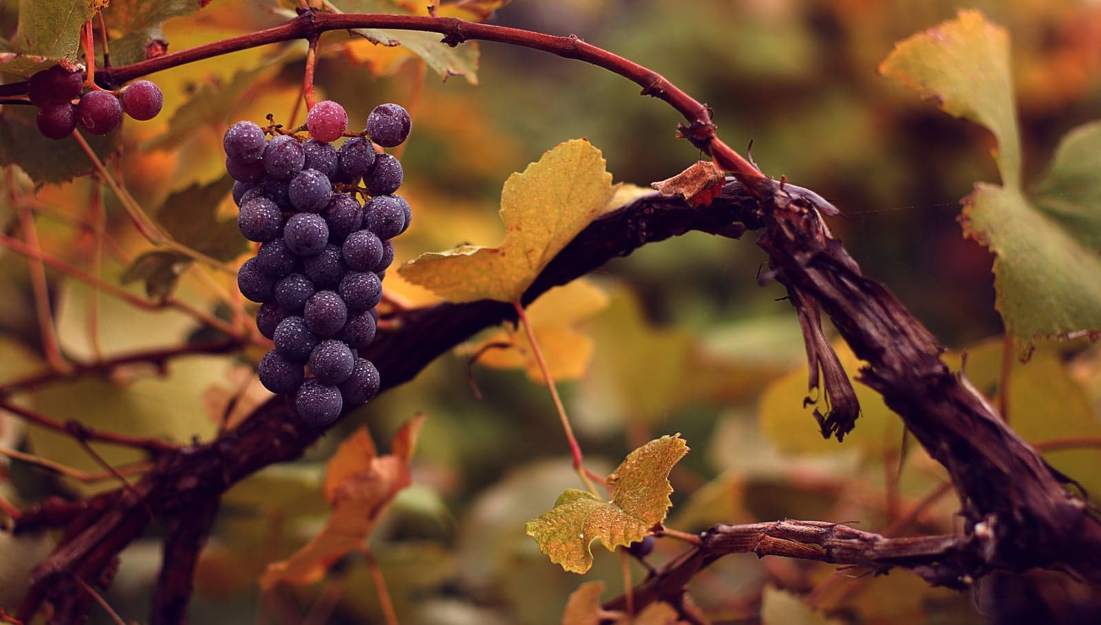 Grape Seed Extract (Draksha) (Vitis vinifera) — Herbal Extracts