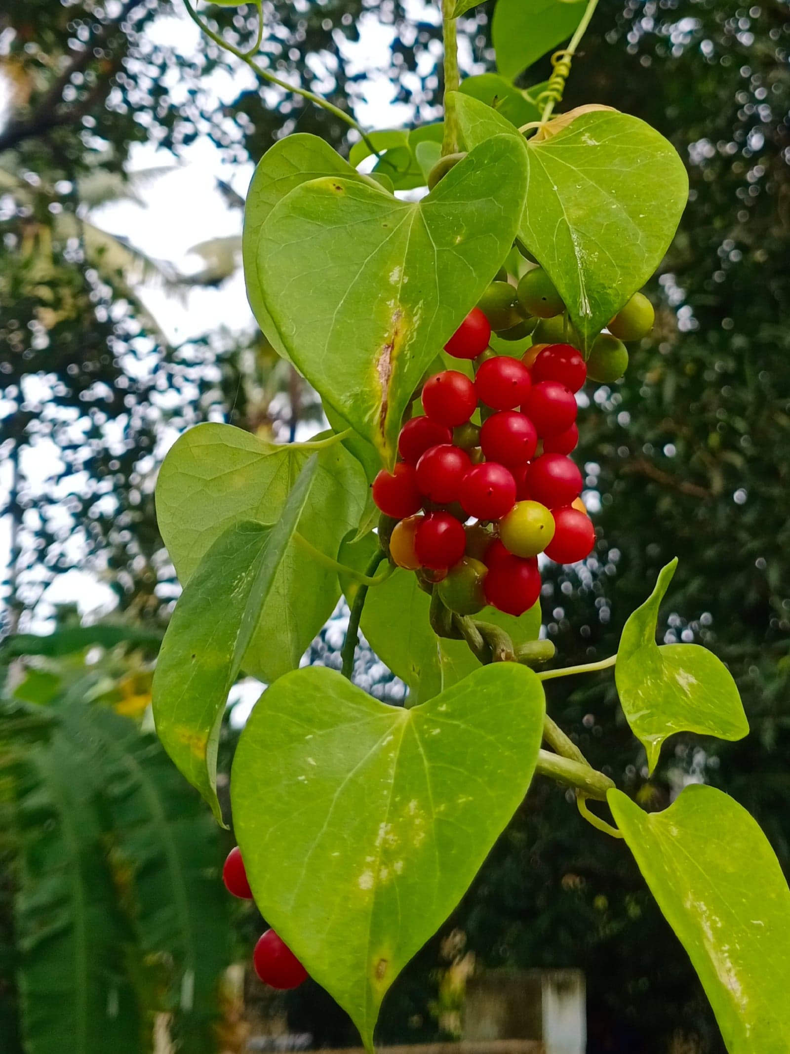 Guduchi Extract (Tinospora cordifolia) — Herbal Extracts