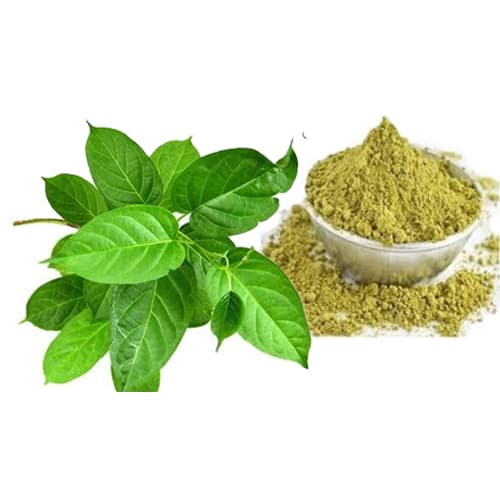 Gymnema Extract (Gymnema sylvestre) — Herbal Extracts