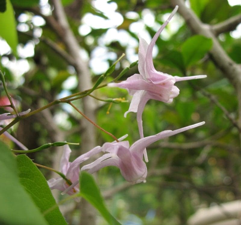 Horny Goat Weed Extract (Epimedium grandiflorum) — Herbal Extracts
