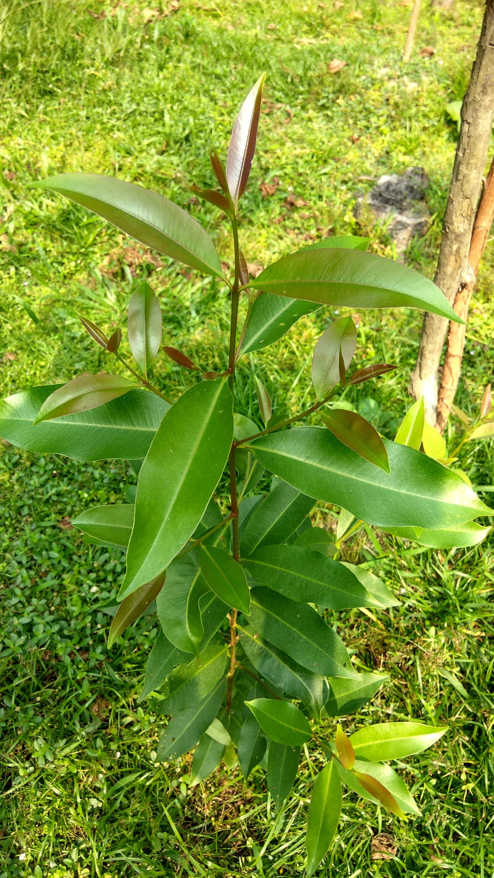 Jamun Extract (Syzygium cumini (syn. Eugenia jambolana)) — Herbal Extracts