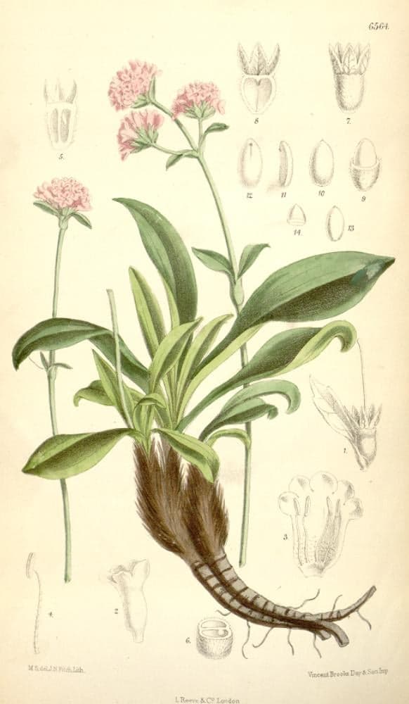 Jatamansi Extract (Nardostachys jatamansi) — Herbal Extracts