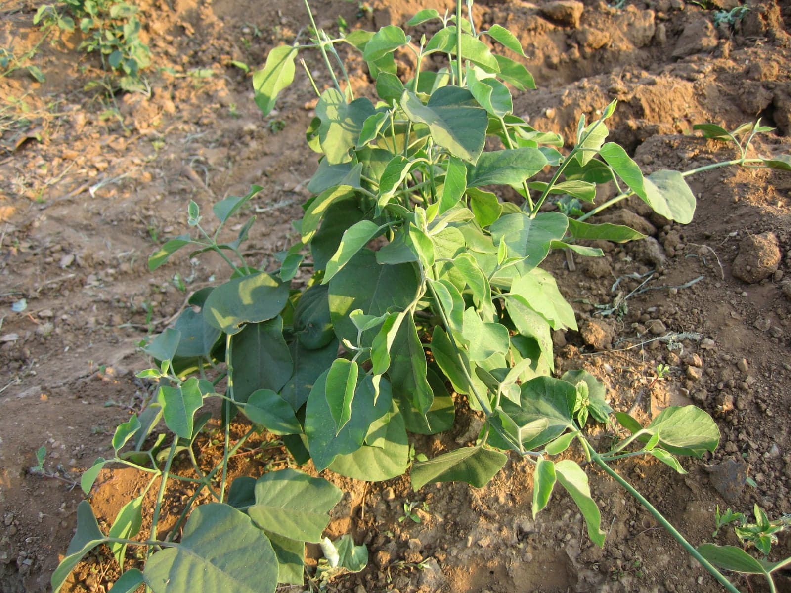 Jivanti Extract (Leptadenia reticulata) — Herbal Extracts