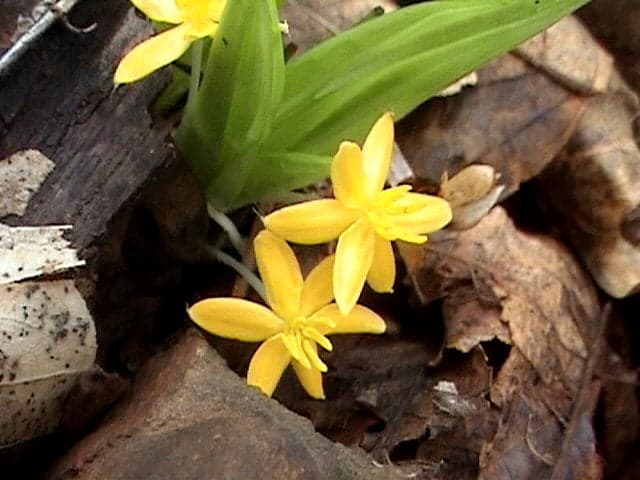 Kali Musli Extract (Curculigo orchioides) — Herbal Extracts