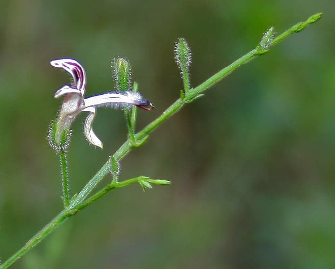 Kalmegh Extract (Andrographis paniculata) — Herbal Extracts