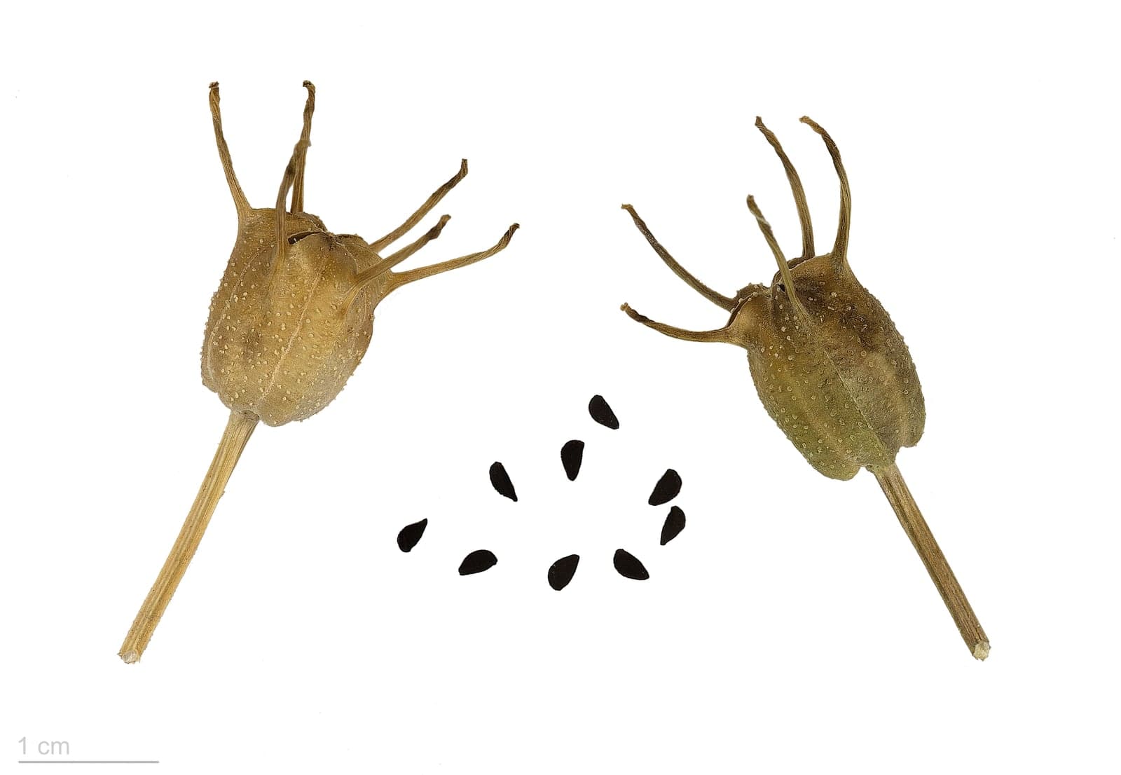 Kalonji Extract (Nigella sativa) — Herbal Extracts