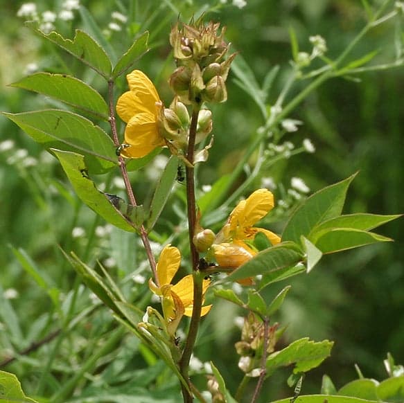 Kasondi Extract (Cassia occidentalis) — Herbal Extracts