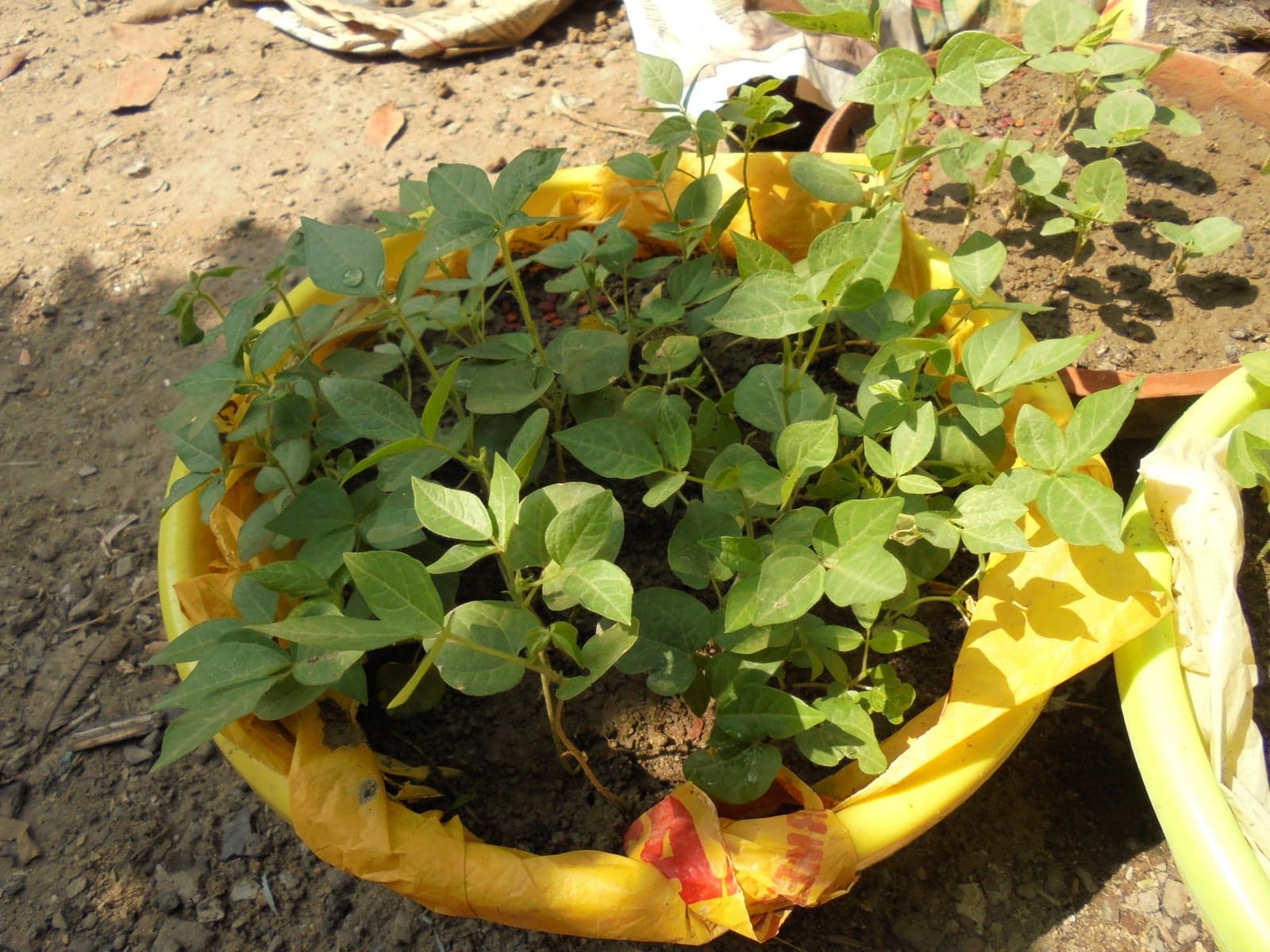 Kulthi Dal Extract (Macrotyloma uniflorum) — Herbal Extracts