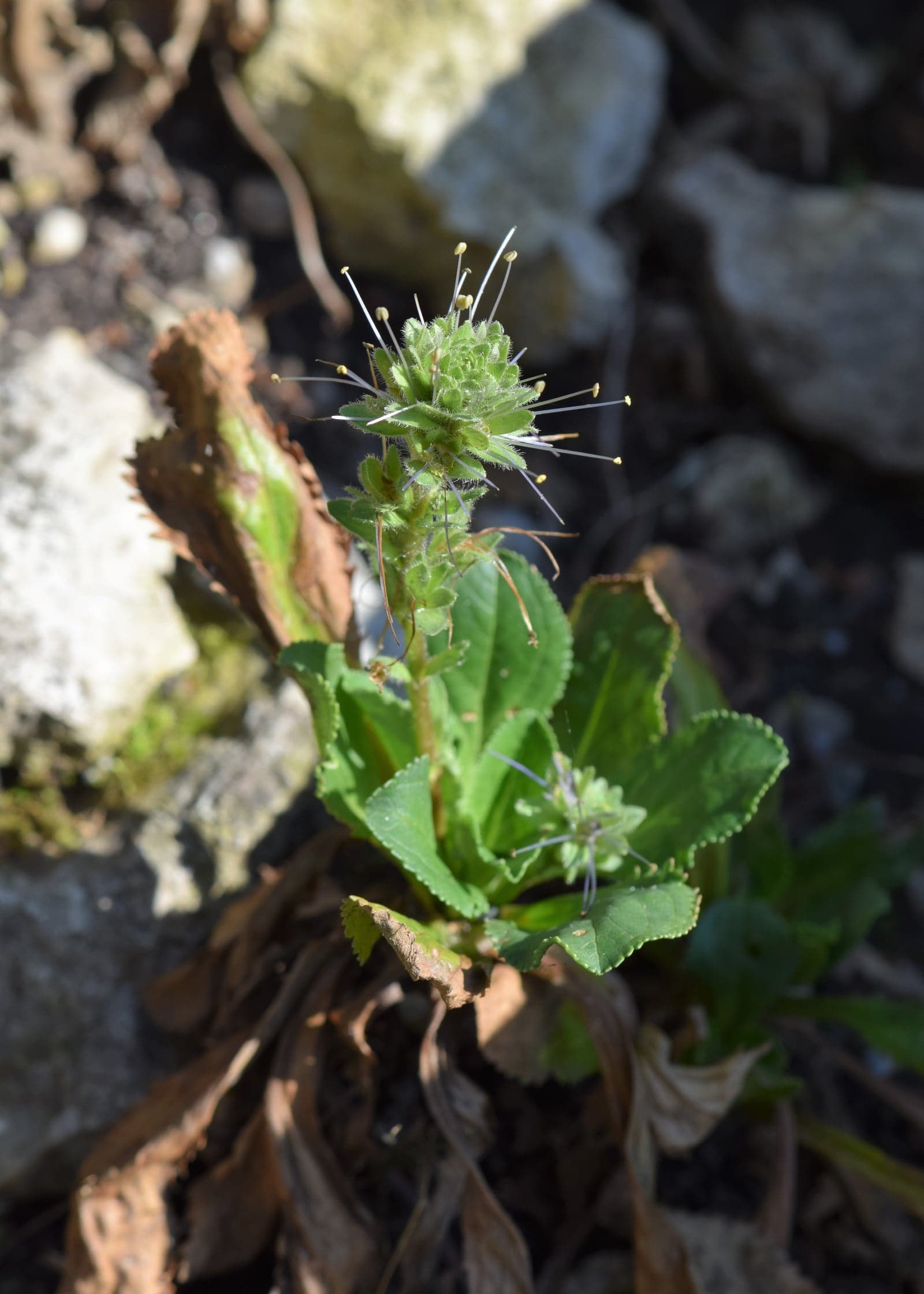 Kutki Extract (Picrorhiza kurroa) — Herbal Extracts