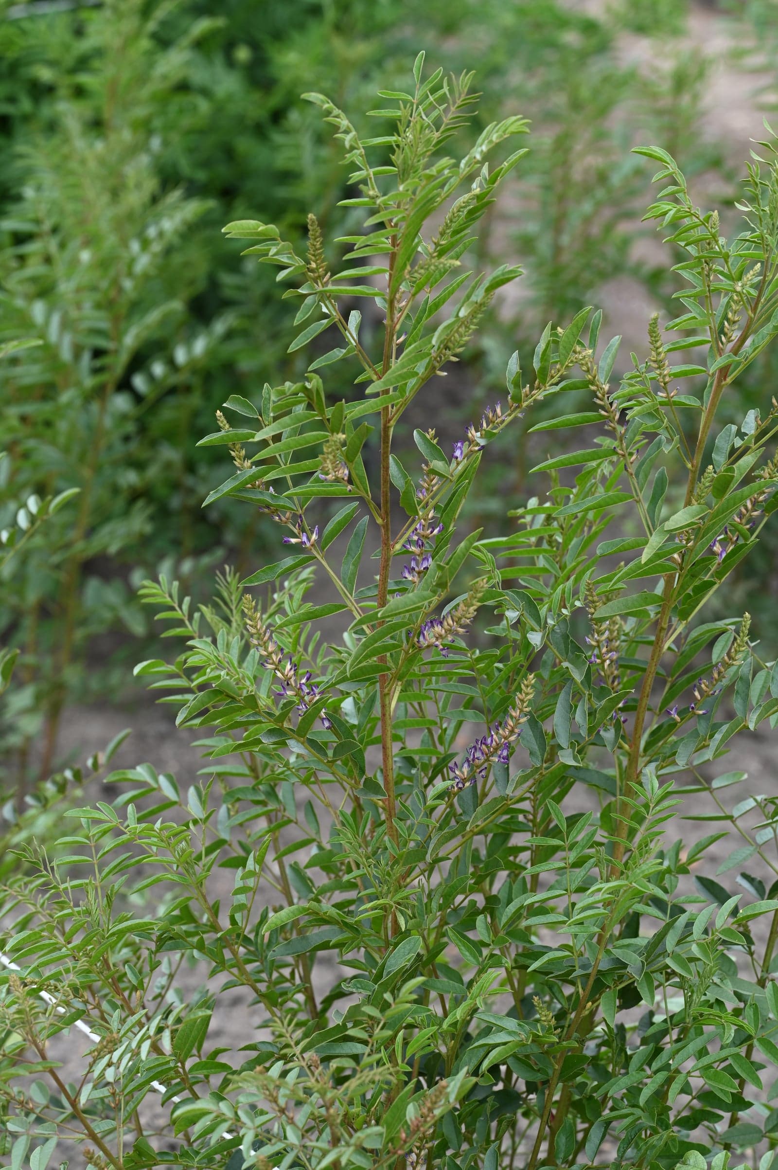 Liquorice Extract (Glycyrrhiza glabra) — Herbal Extracts