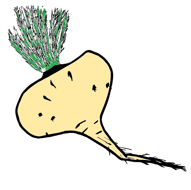 Macca Root Extract (Lepidium meyenii) — Herbal Extracts