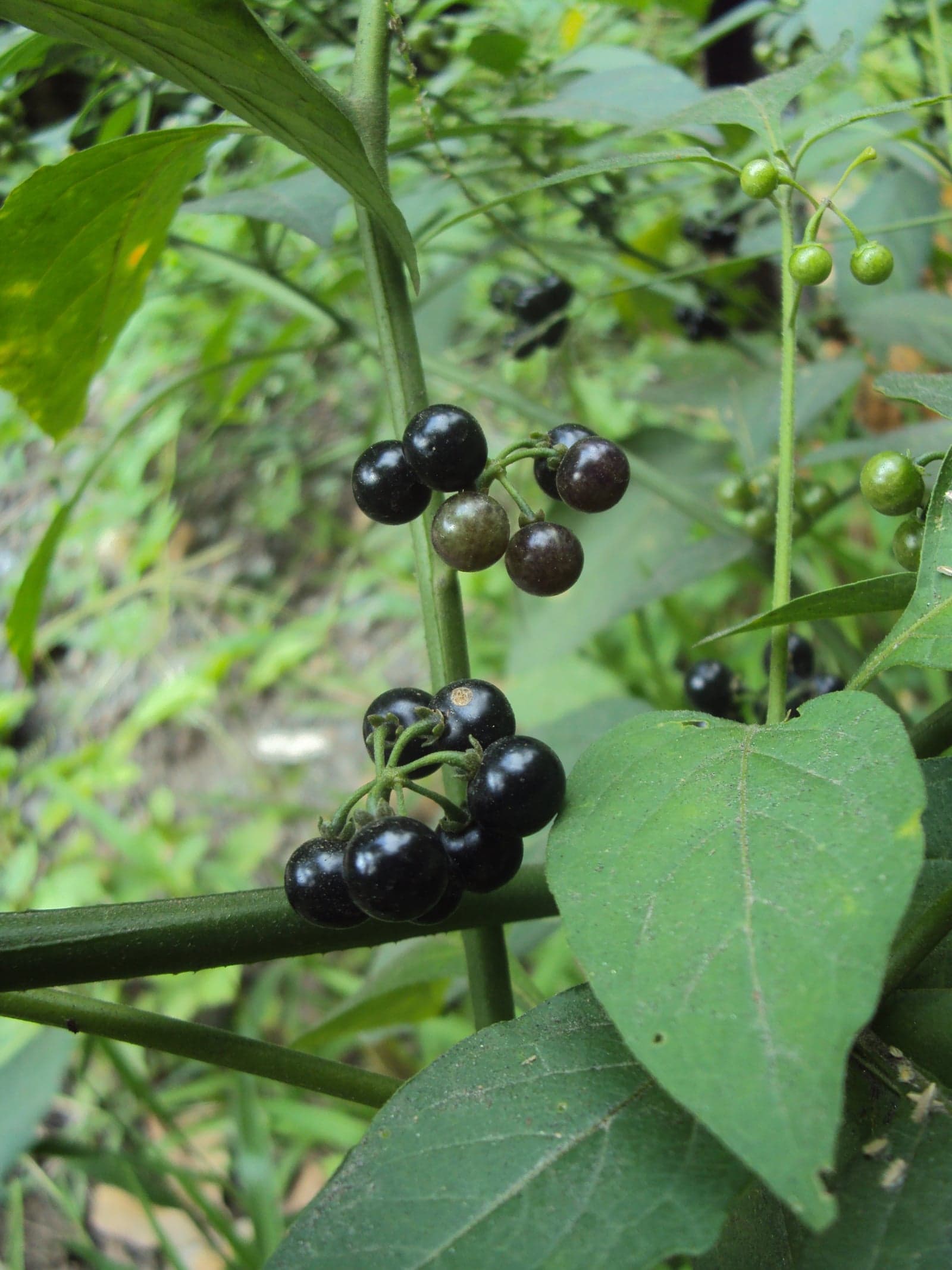 Makoi Extract (Solanum nigrum) — Herbal Extracts
