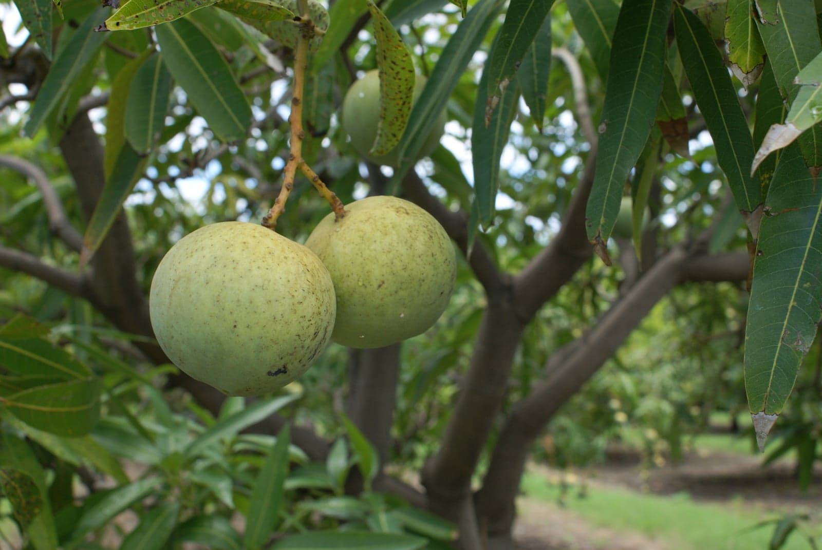 Mango (Amra) Extract (Mangifera indica) — Herbal Extracts