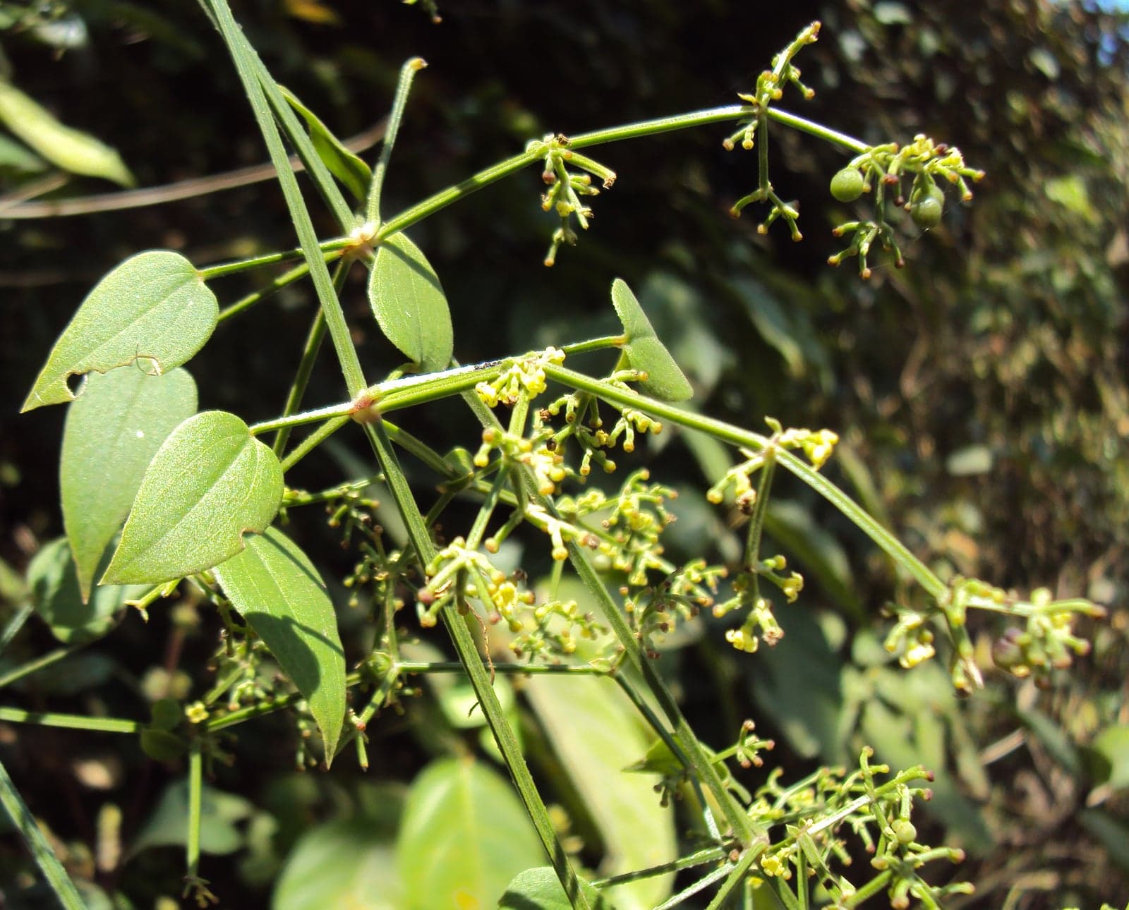 Manjistha Extract (Rubia cordifolia) — Herbal Extracts