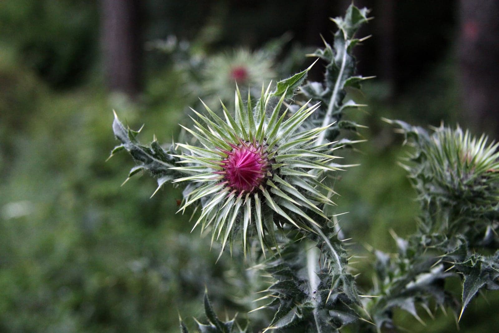Milk Thistle Extract (Silybum marianum) — Herbal Extracts