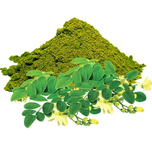 Moringa Extract (Moringa oleifera) — Herbal Extracts