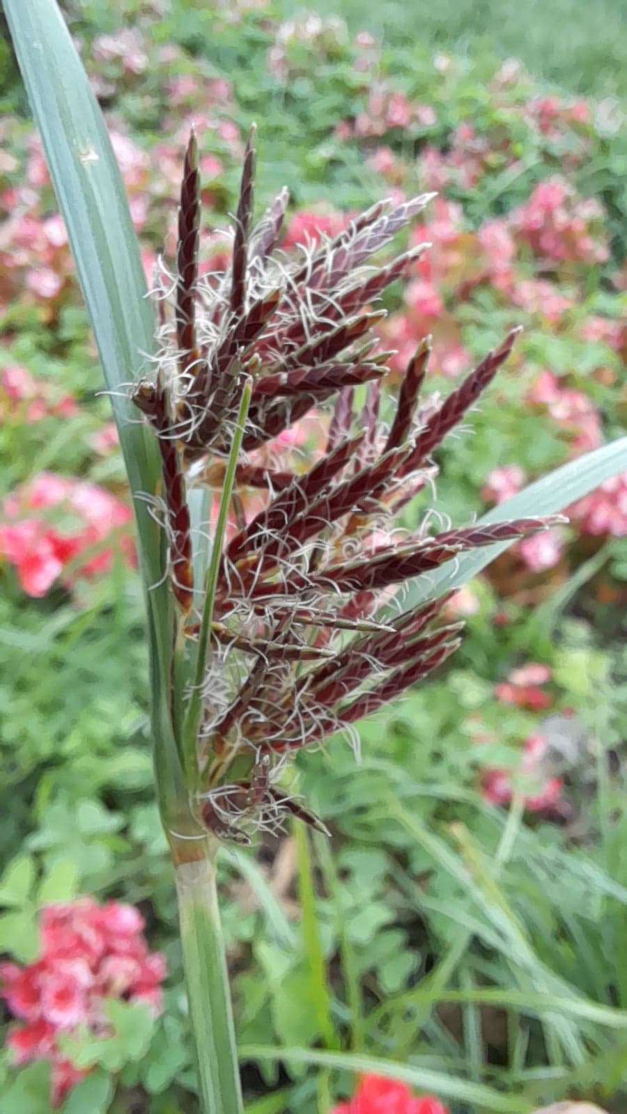 Nagarmotha Extract (Cyperus rotundus) — Herbal Extracts