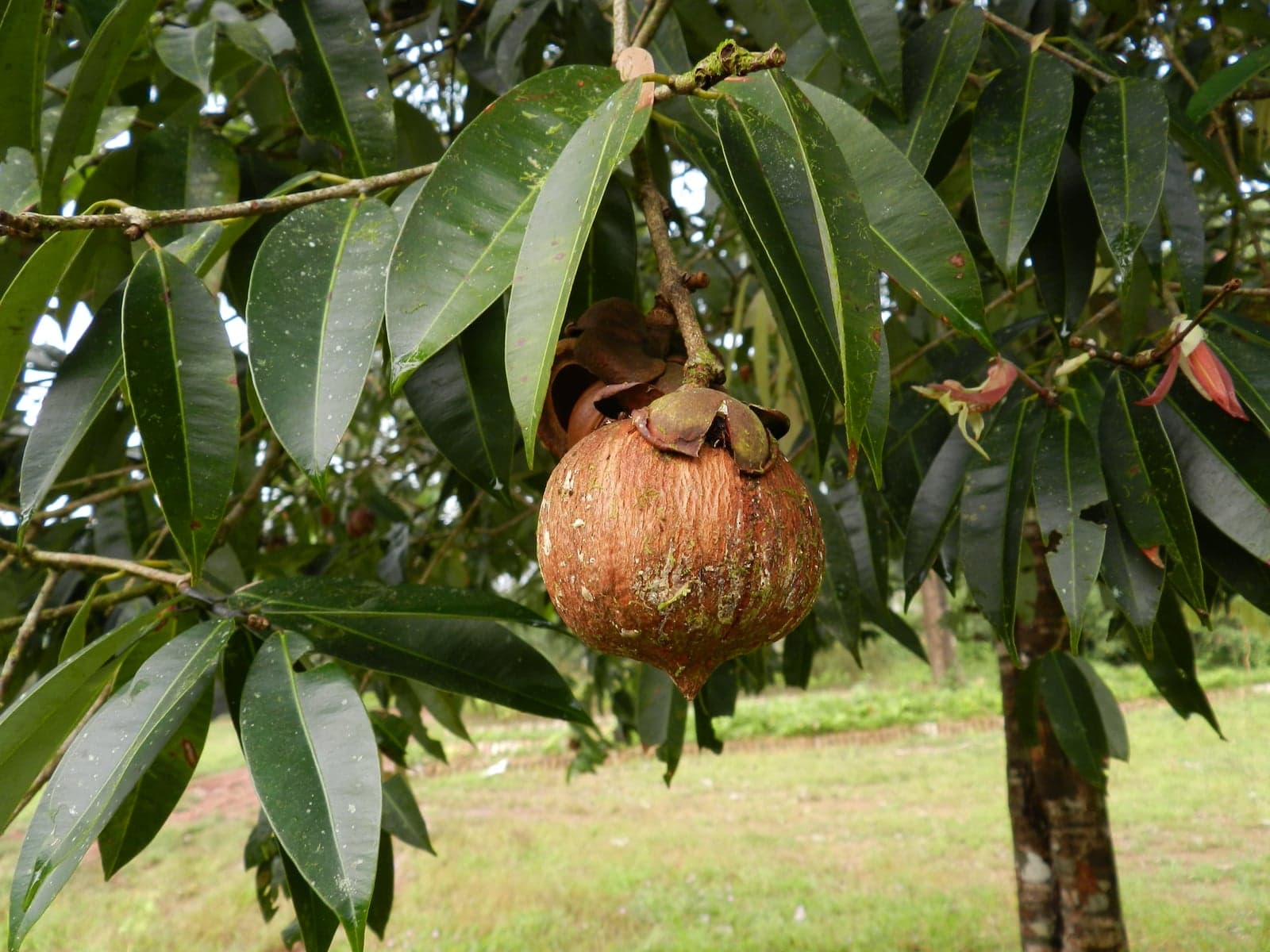 Nagkesar Extract (Mesua ferrea) — Herbal Extracts