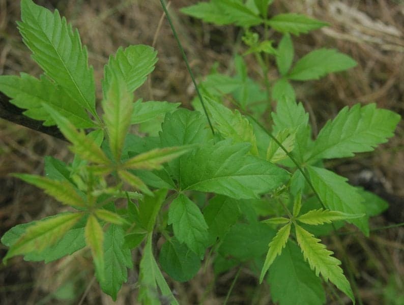Nirgundi Extract (Vitex negundo) — Herbal Extracts